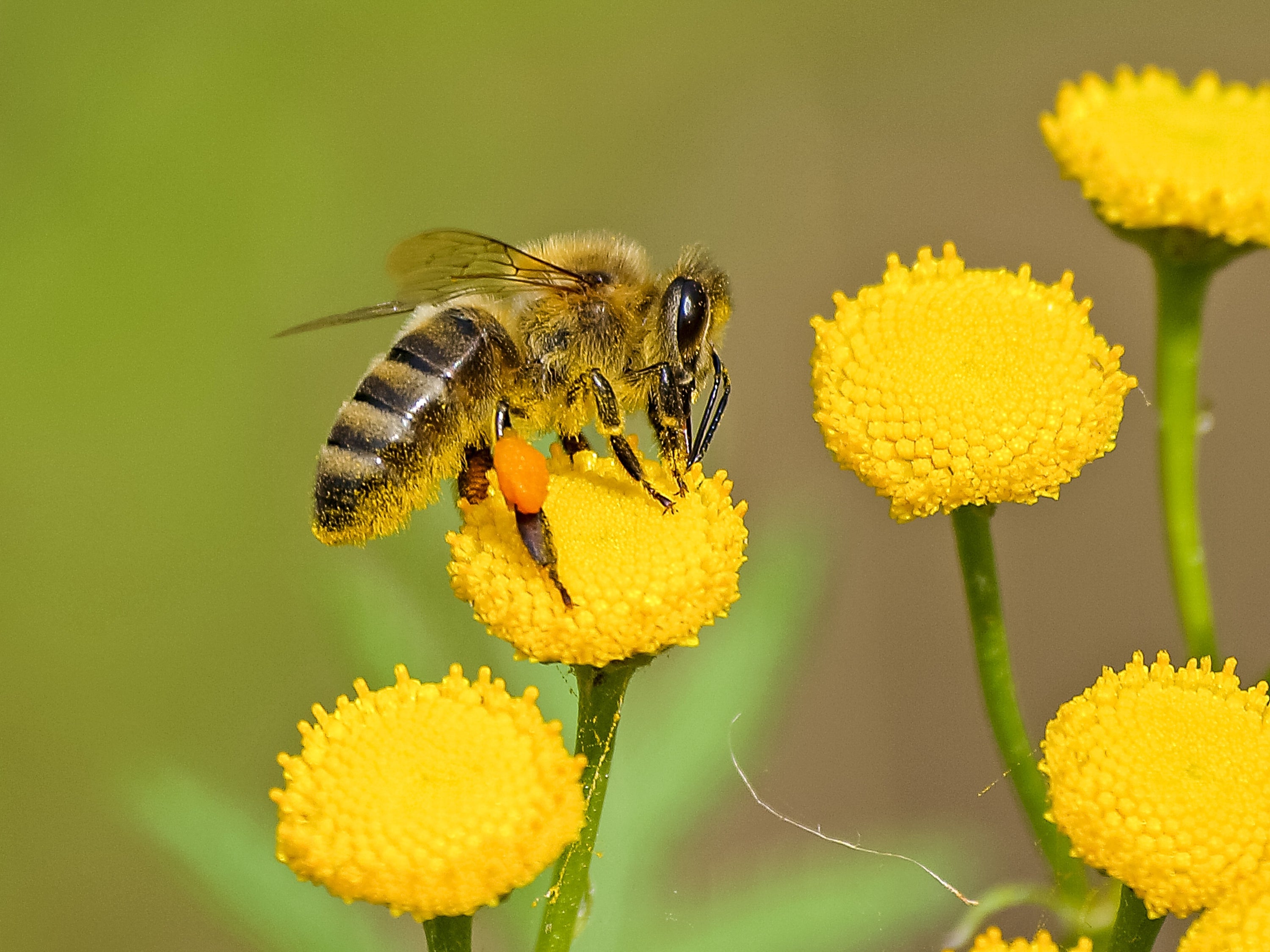 Why Beeswax in Skincare?